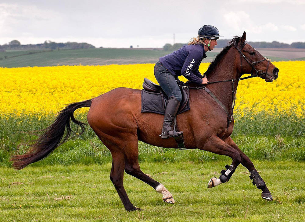 Pentire Sport Horses